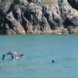 Un dauphin au Vorlen