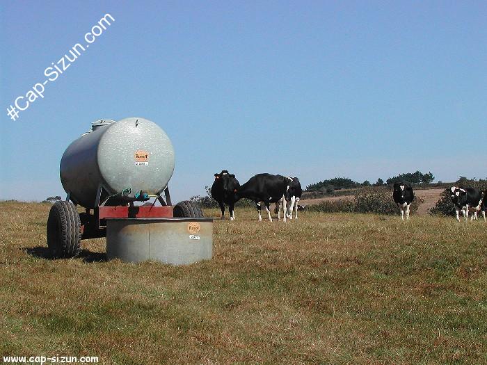 Des vaches dans leur champs.