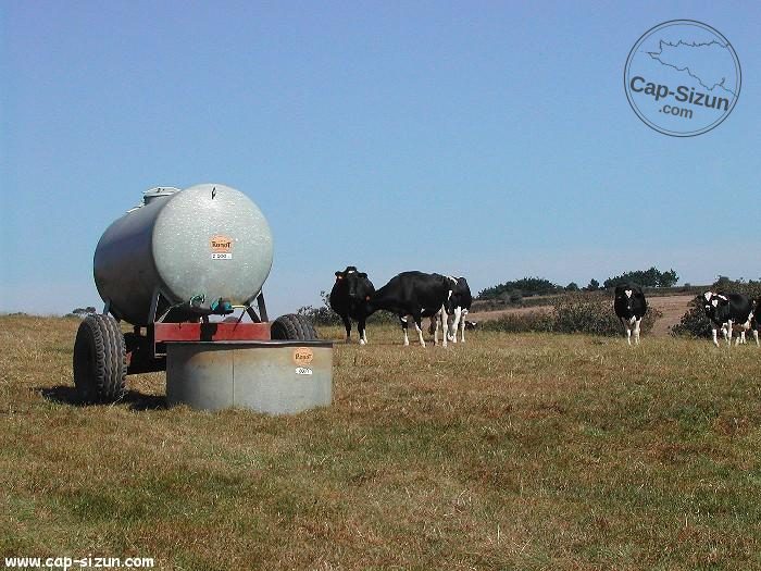 Des vaches dans leur champs.
