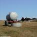 1-des-vaches-dans-leur-champs