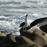 1062-goeland-marin