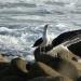 1062-goeland-marin