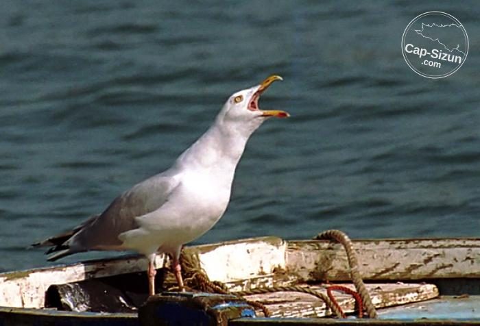 Goeland en colère
