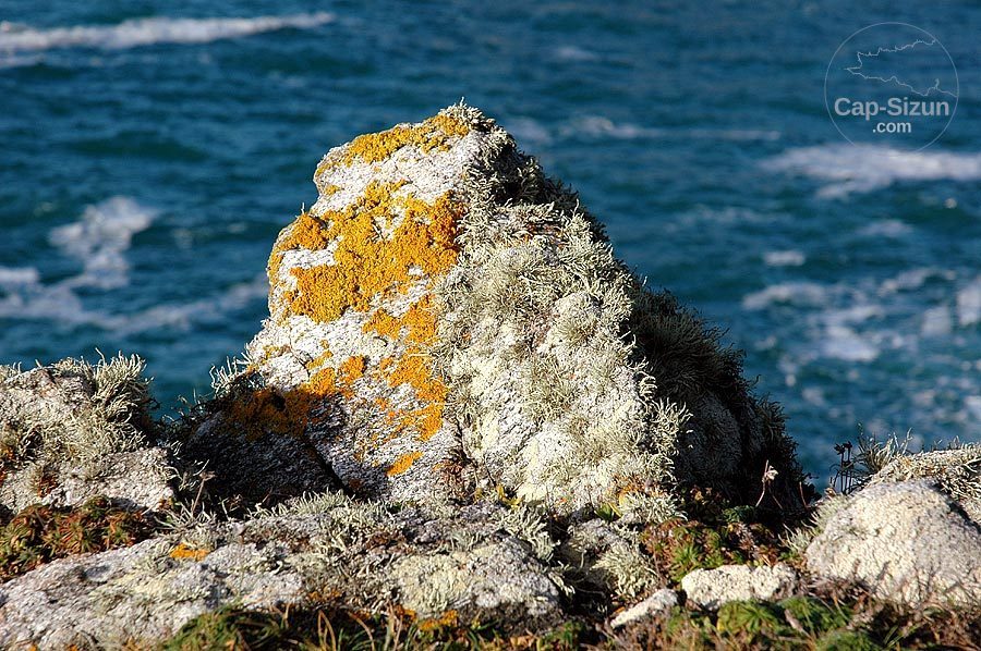 Lichen sur un rocher de Pointe du van