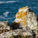 252-lichen-sur-un-rocher-de-pointe-du-van