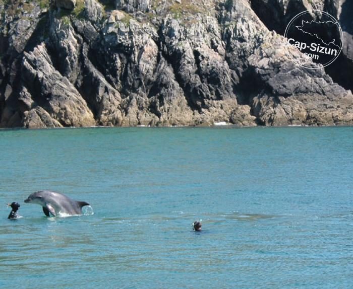 Un dauphin au Vorlen