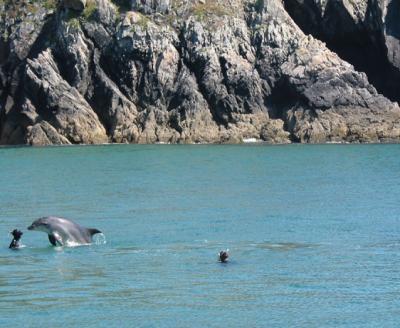 Un dauphin au Vorlen