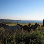332-chevaux-a-la-pointe-du-raz