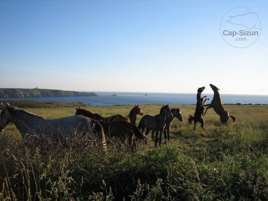 Chevaux à la Pointe du Raz 