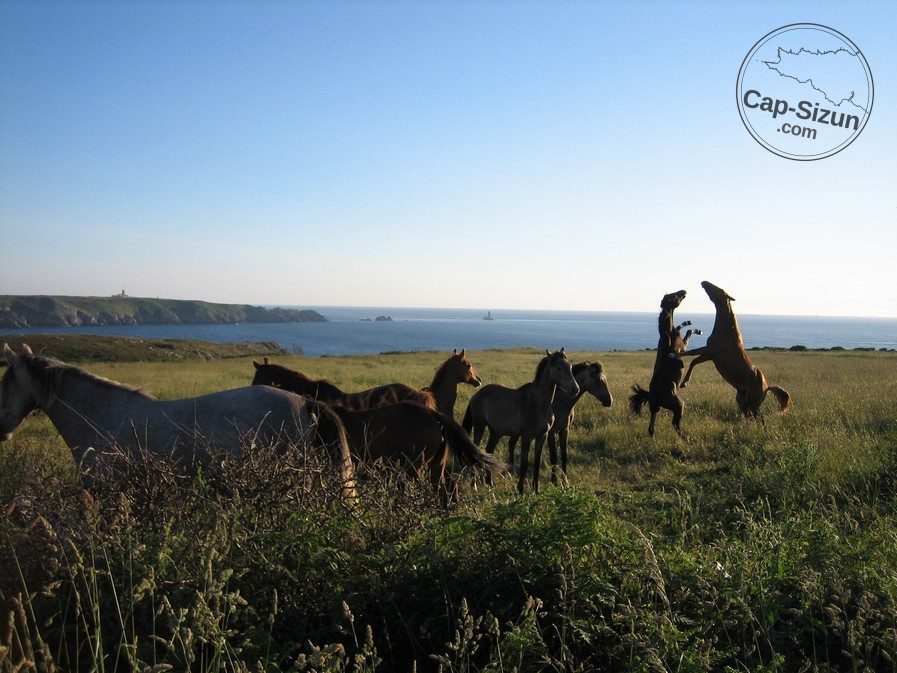 Chevaux à la Pointe du Raz 