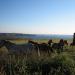 332-chevaux-a-la-pointe-du-raz