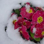 372-plogoff--primeveres-sous-la-neige