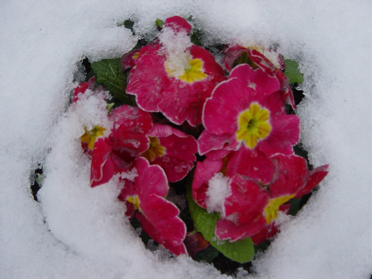 Plogoff, primevères sous la neige