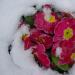 372-plogoff--primeveres-sous-la-neige