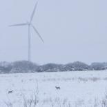 391-les-eoliennes--la-neige--les-chevreuils