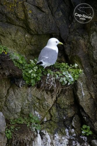 Mouette tridactyle