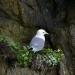 396-mouette-tridactyle