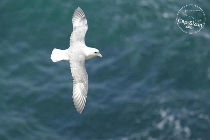 Pétrel fulmar du côté de la pointe du Van