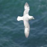 397-petrel-fulmar-du-cote-de-la-pointe-du-van