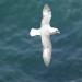 397-petrel-fulmar-du-cote-de-la-pointe-du-van