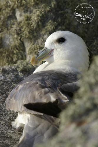 Pétrel fulmar sur une falaise du Cap-Sizun