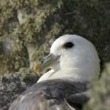 398-petrel-fulmar-sur-une-falaise-du-cap-sizun