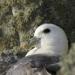 398-petrel-fulmar-sur-une-falaise-du-cap-sizun