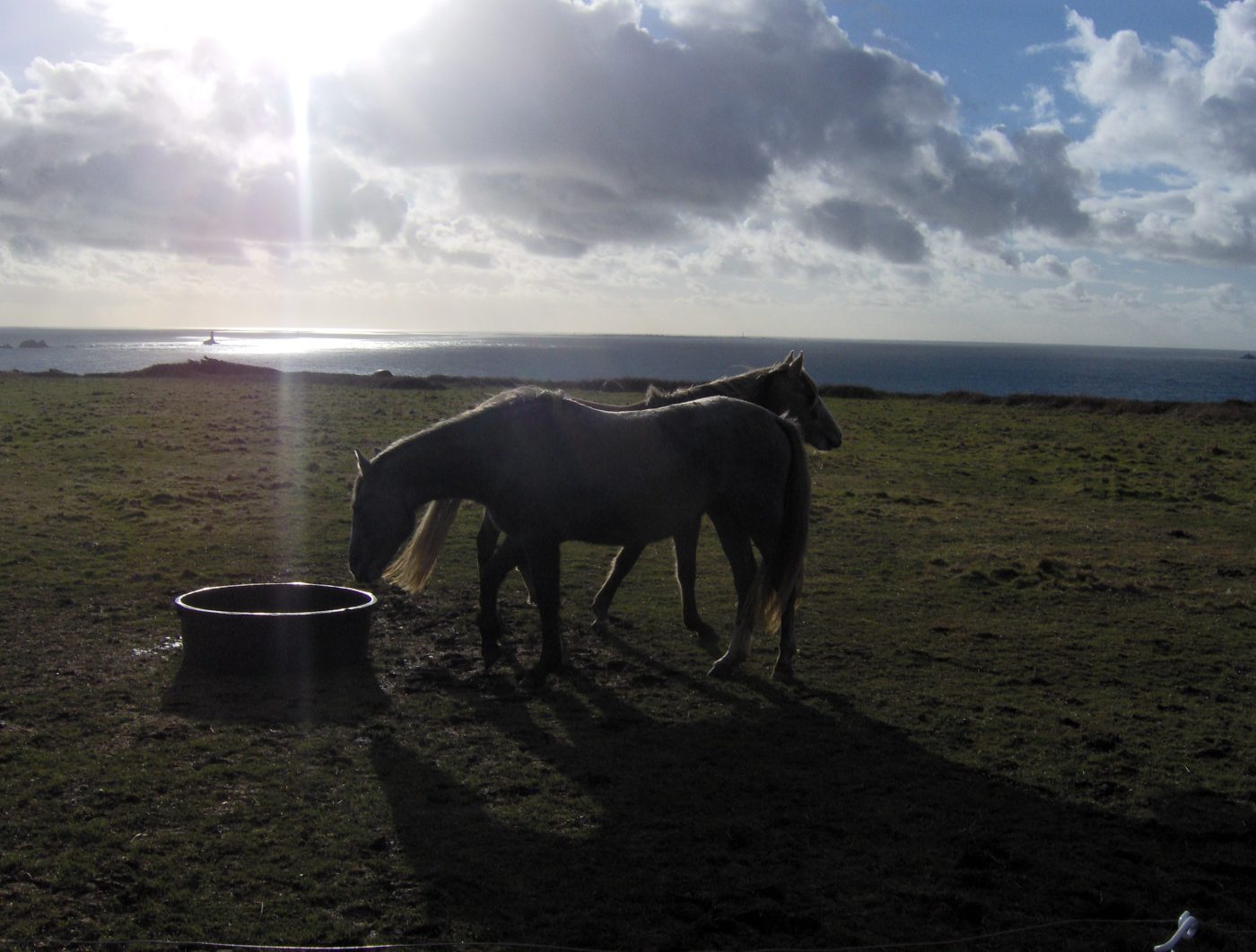 Deux chevaux  à la Pointe du Van