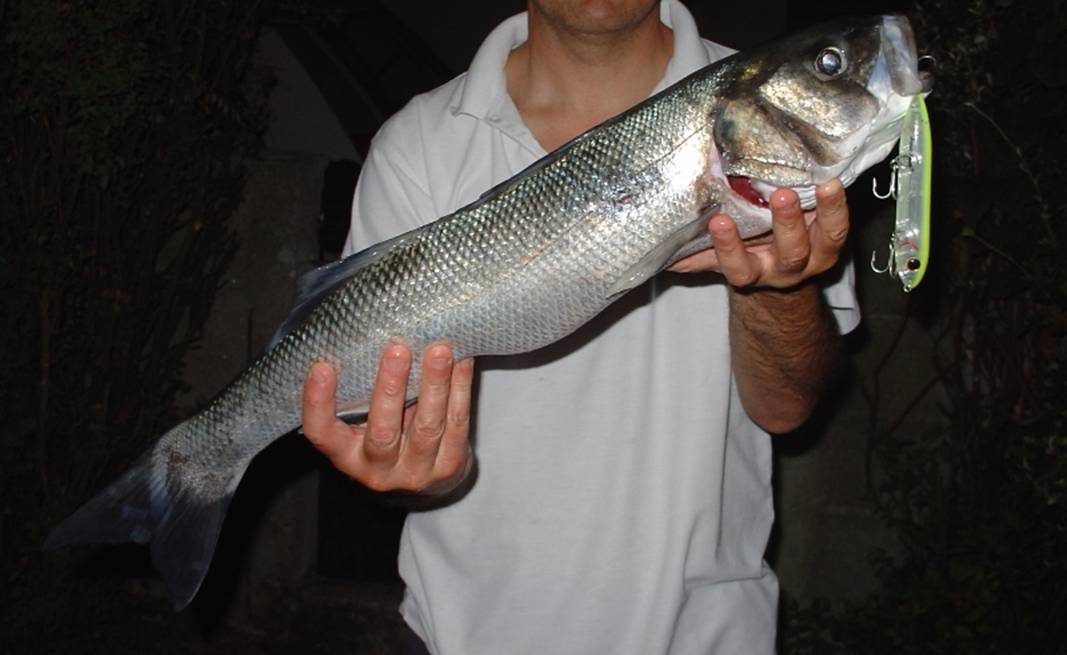 Pêcherie secteur Baie des Trépassés
