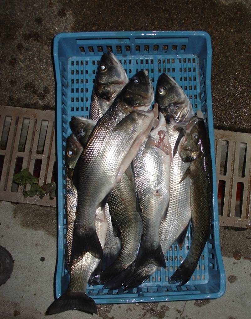 Pêcherie secteur Baie des Trépassés