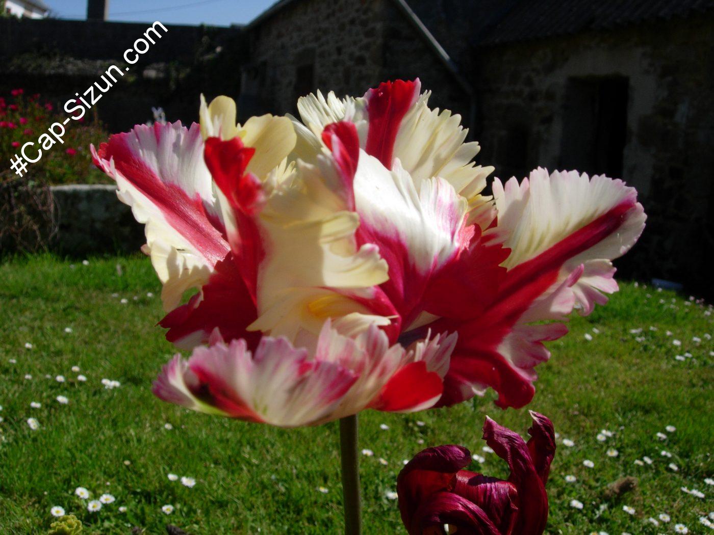 La Tulipe