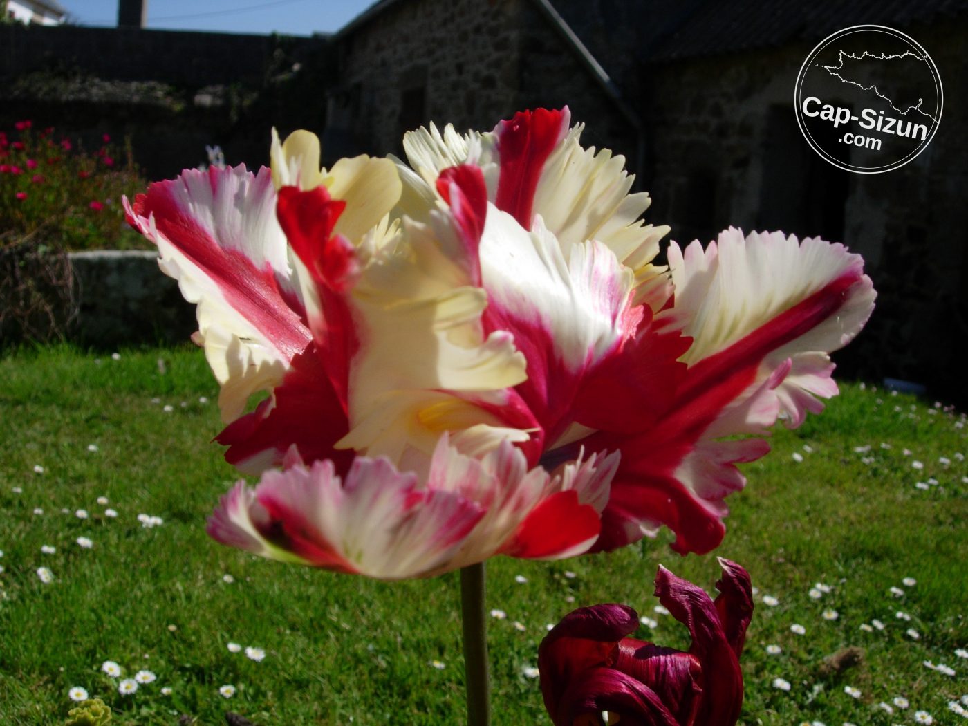La Tulipe