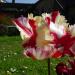 492-la-tulipe