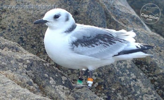 Une jeune mouette tridactyle à la pointe du Raz