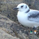 546-une-jeune-mouette-tridactyle-a-la-pointe-du-raz
