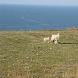 723-mouton-et-son-petit