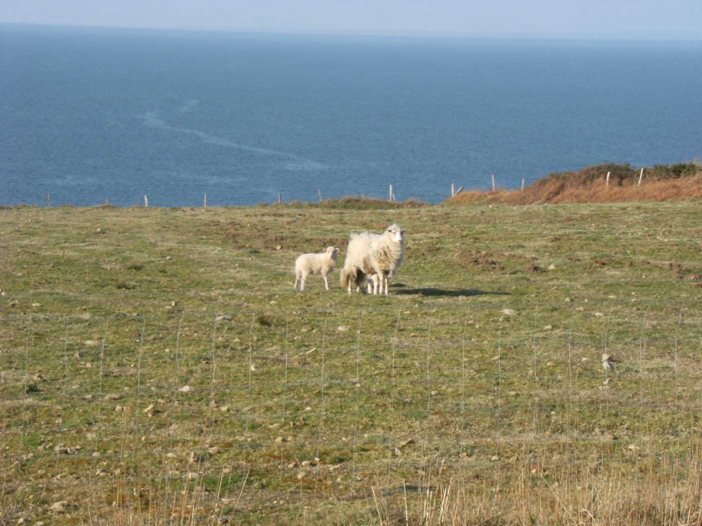 Mouton et son petit 