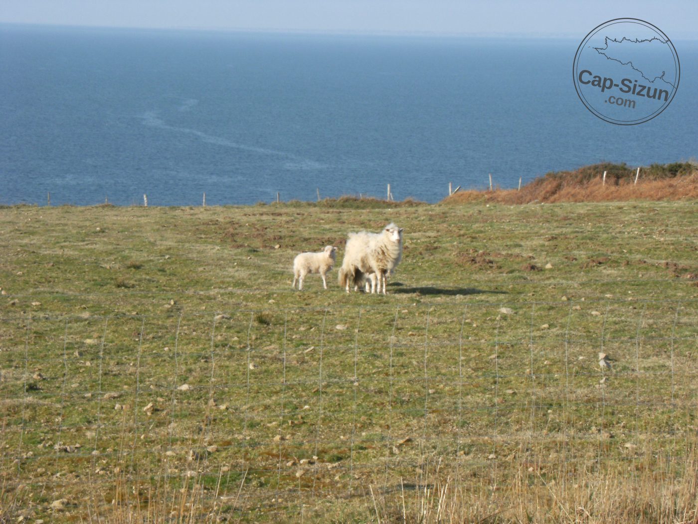 Mouton et son petit 