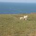 723-mouton-et-son-petit