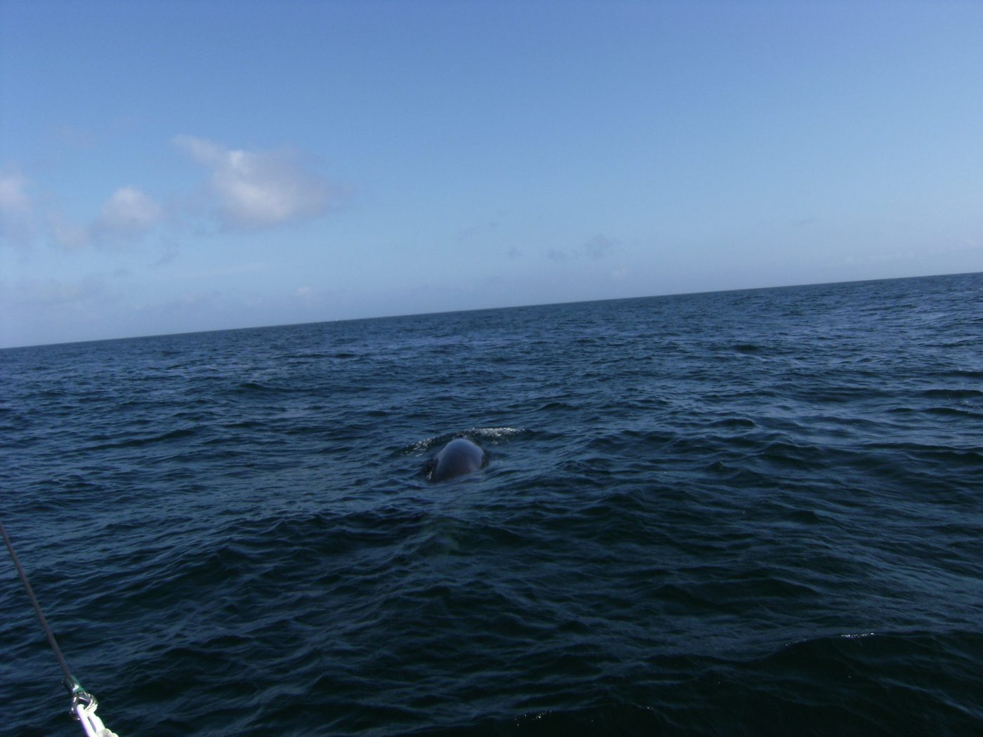 Petite baleine dans le Raz de Sein 