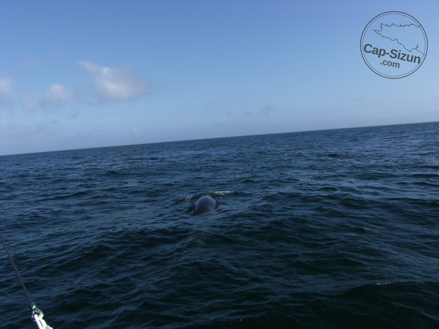 Petite baleine dans le Raz de Sein 