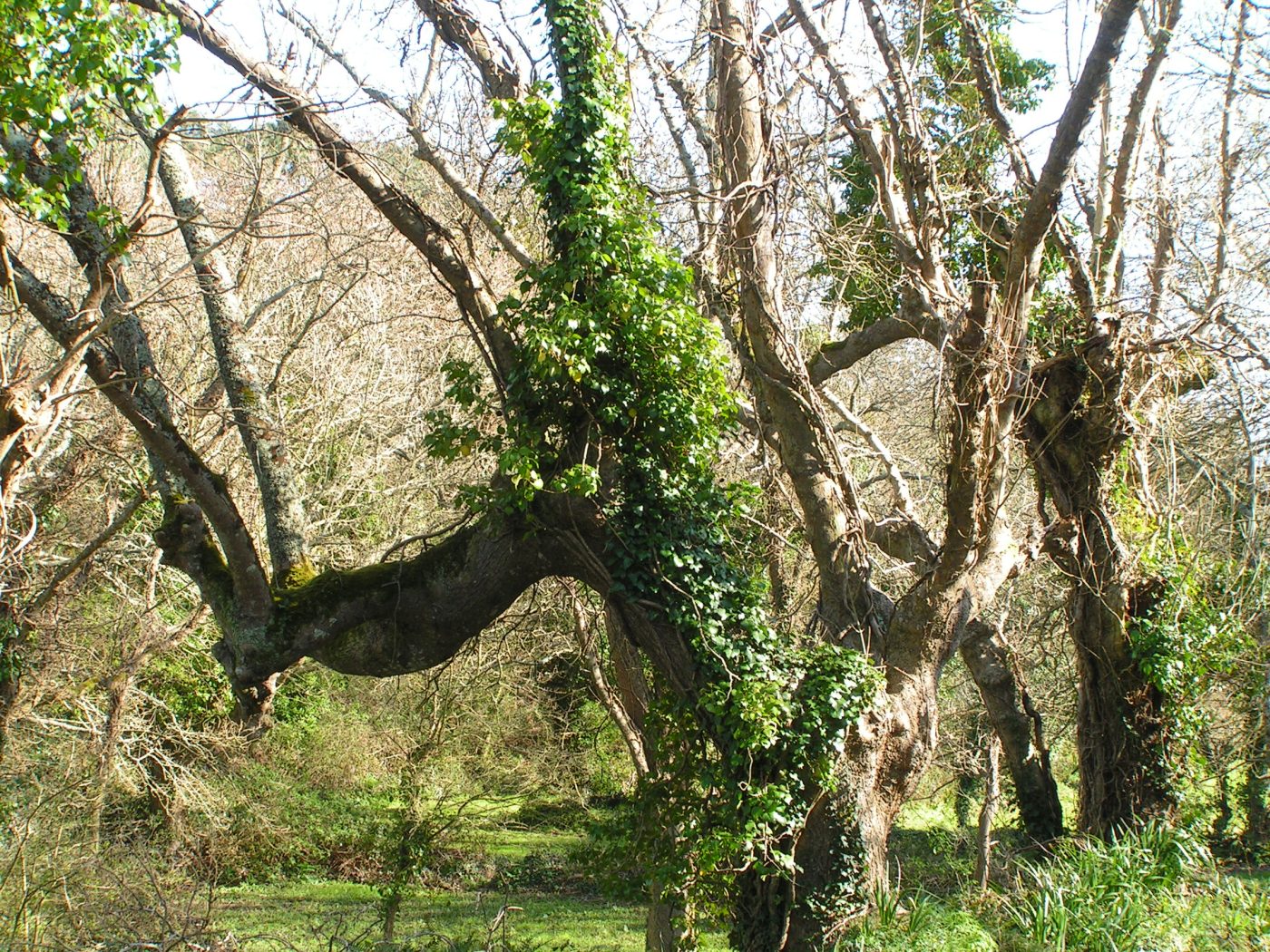 Vieux Chênes