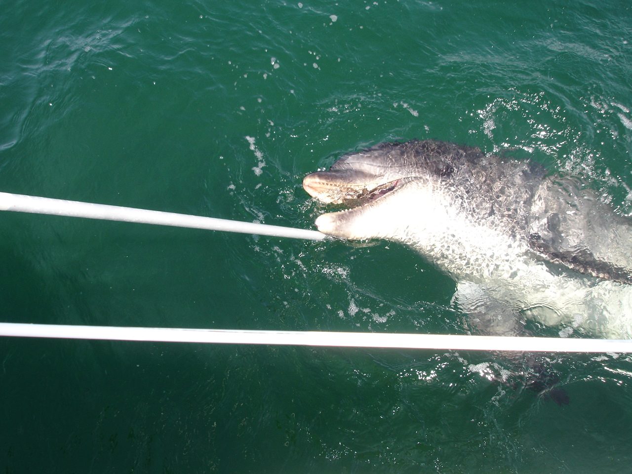 Dauphin à l'ile de sein