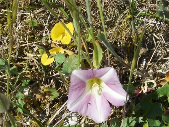 Liseron soldanelle dans les dunes de Gwendrez