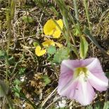 763-liseron-soldanelle-dans-les-dunes-de-gwendrez