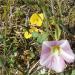 763-liseron-soldanelle-dans-les-dunes-de-gwendrez