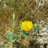 764-flore-au-mois-de-mai-dans-le-cap-sizun