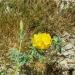 764-flore-au-mois-de-mai-dans-le-cap-sizun