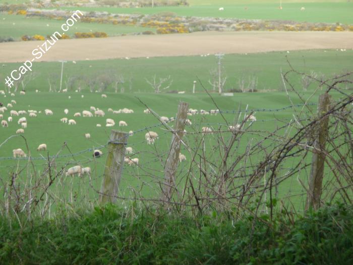 Pays de Galles Ses moutons / Bro Gembre he deñved