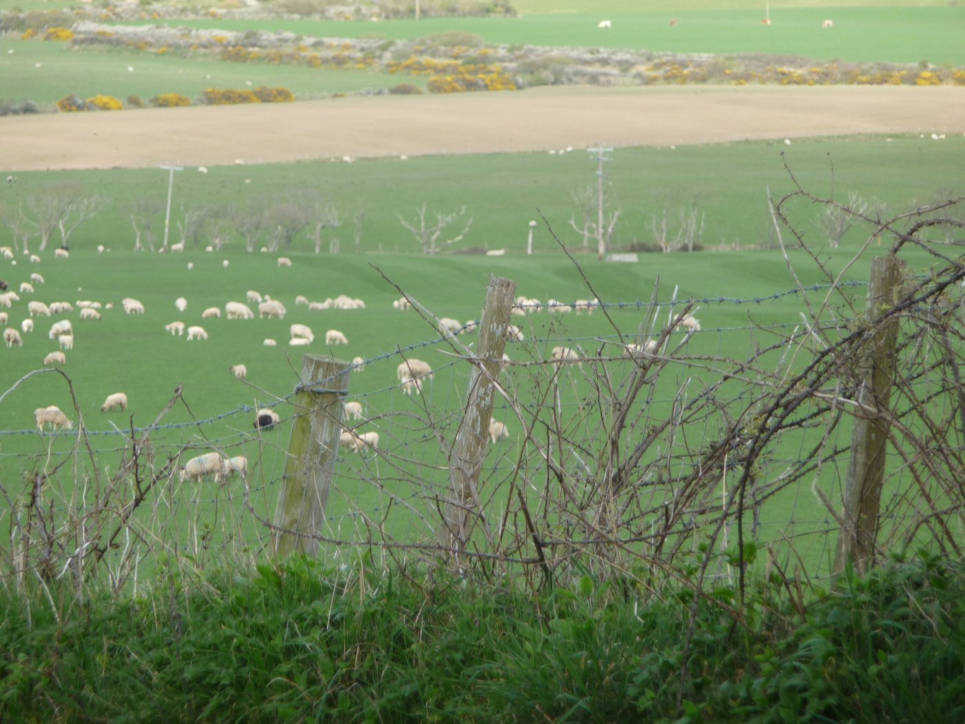Pays de Galles Ses moutons / Bro Gembre he deñved